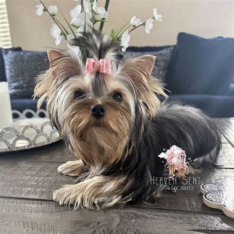 Trends For Yorkies Toy