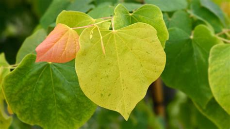 Trendy & Unique Foliage