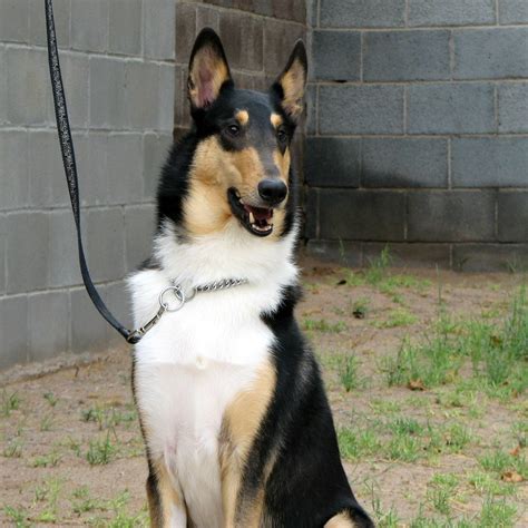 Meet Jax! A smooth coat tricolor border collie who went from country