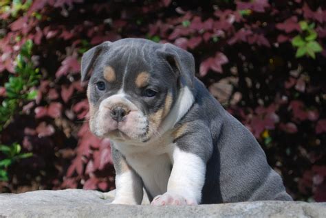 Tri Blue English Bulldog