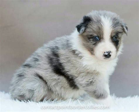 My blue merle tri border collie puppy! Border collie puppies, Collie