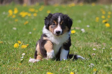 Dog Tricolour Border Collie pup photo WP35391