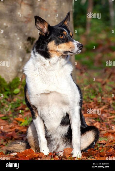 Dog Smooth coated tricolour Border Collie Pup photo WP24237