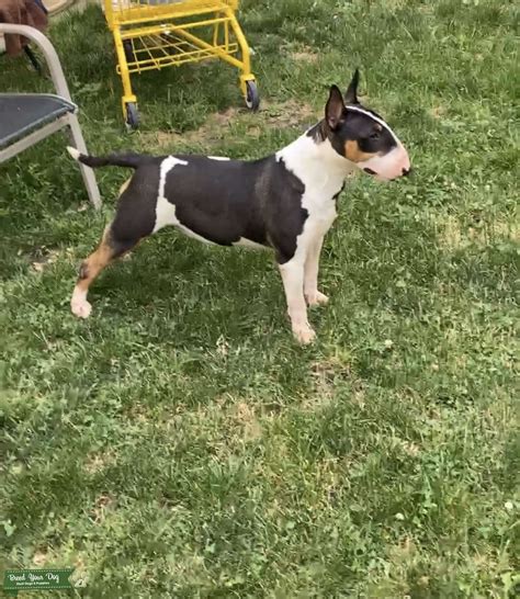 Ch Sired Tri Bull Terrier puppy for sale near Tulsa, Oklahoma