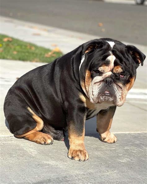 Tri Color Bulldog