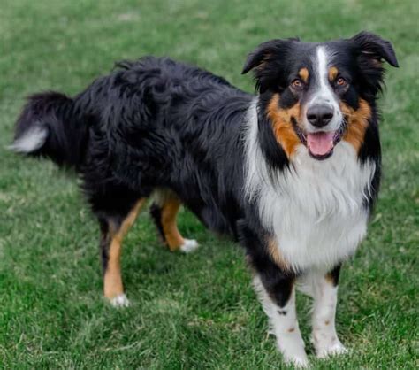 Tri Colored English Shepherd