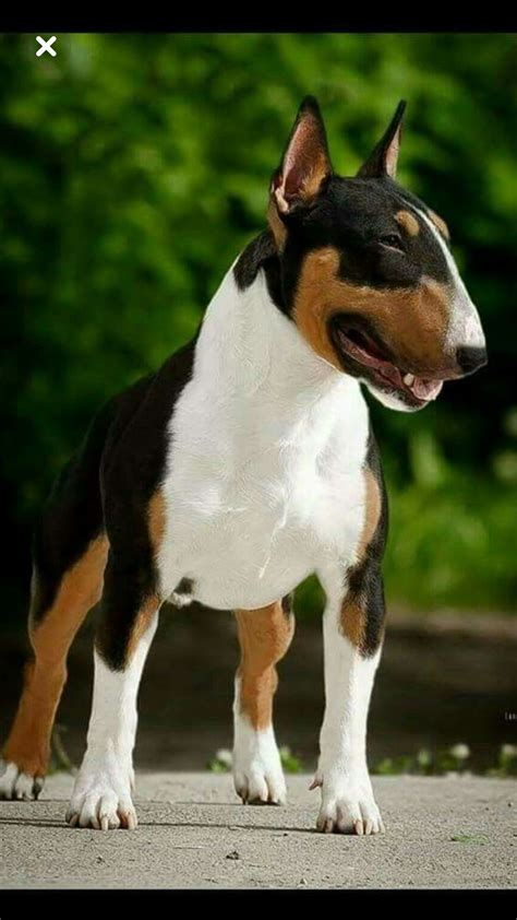 Tri Coloured Bull Terrier