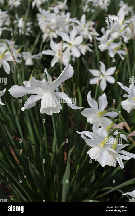 Triandrus Daffodils (Division 5)