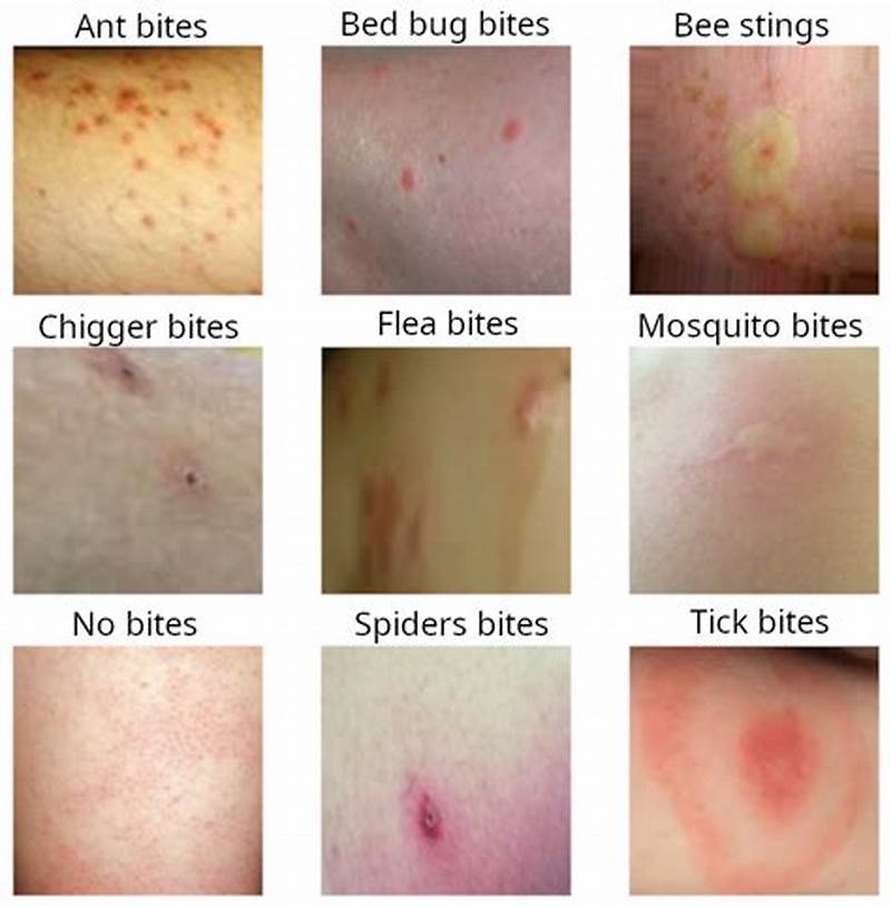 Triangular Bug Bite Pattern