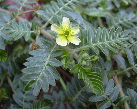 Tribulus Terrestris