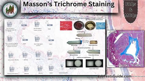 Trichrome Stain Test and interpretation