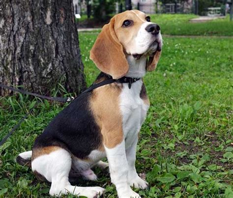 Tricolor Beagle: A Unique And Relaxing Dog Breed