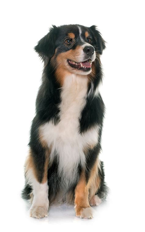 Black tricolor Australian Shepherd Australian shepherd, dog