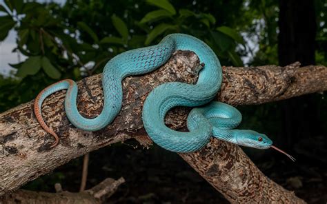 Trimeresurus Insularis