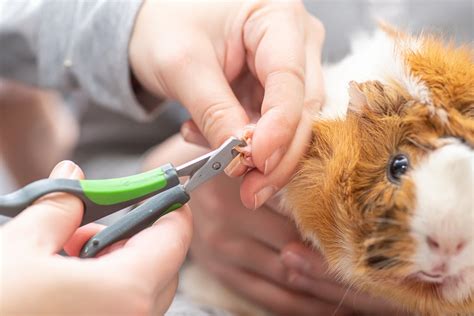 Trimming Guinea Pig Nails