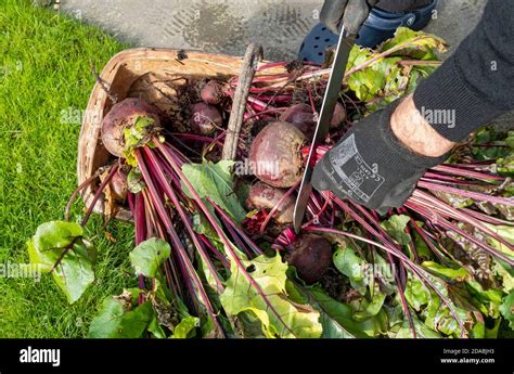 Trimming the beetroot