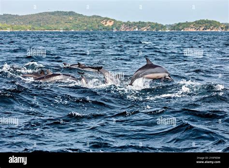 Trincomalee dolphins