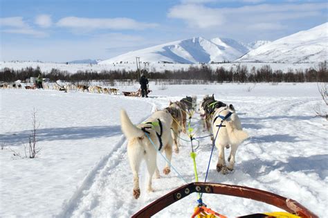 Tromso Husky Tour Review: Snowshoe Hike & Camp Visit