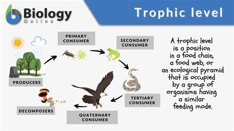 Understanding Trophic Efficiency: Key Concepts in Biology.