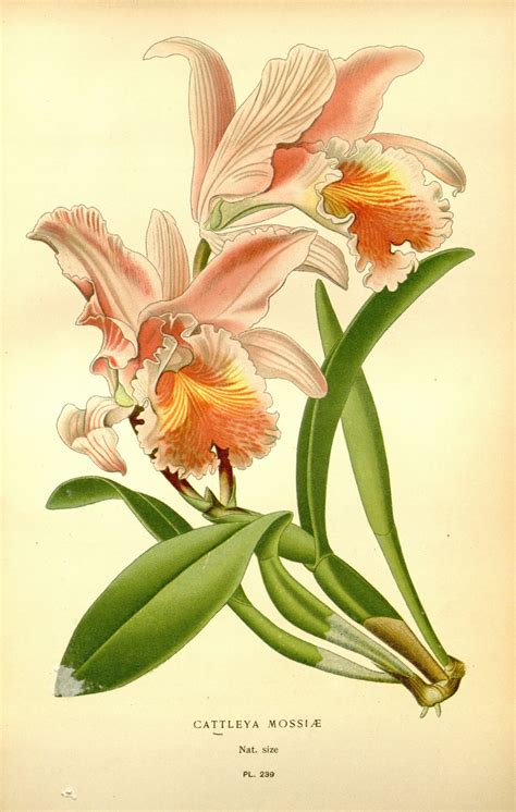 Tropical Botanical Prints