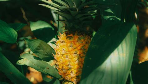 Tropical Delights That Defy Seasons