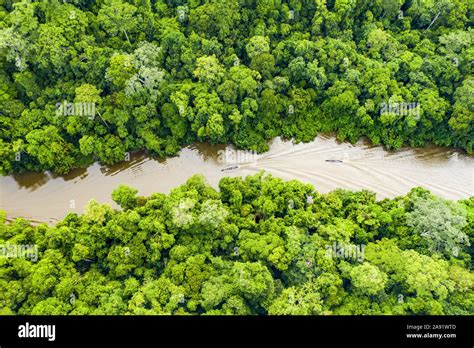 Tropical Forest Aerial View