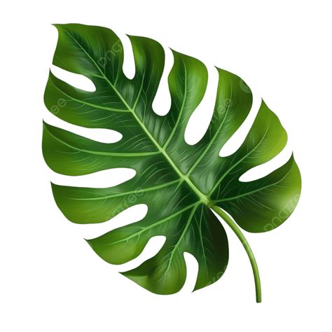Tropical Leaves Vector