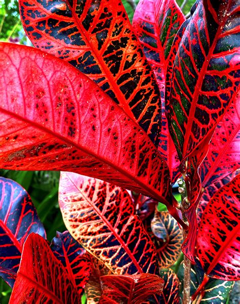 Tropical Plants With Red Leaves