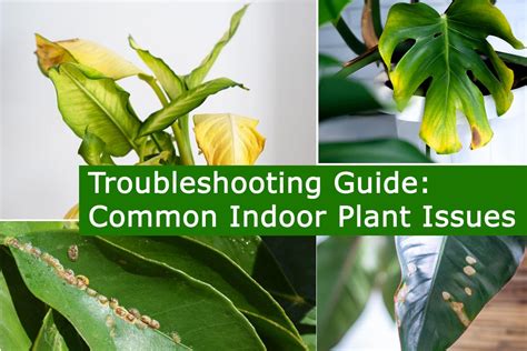 Troubleshooting Common Crayola Plant Issues