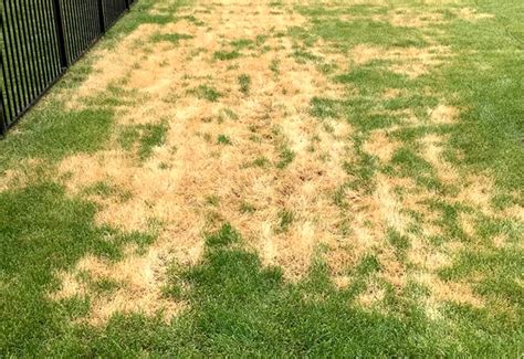 Troubleshooting Common Grass Problems