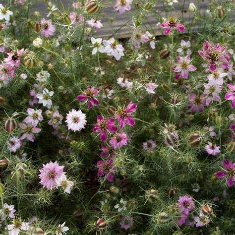 Troubleshooting Common Nigella Miss Jekyll Issues