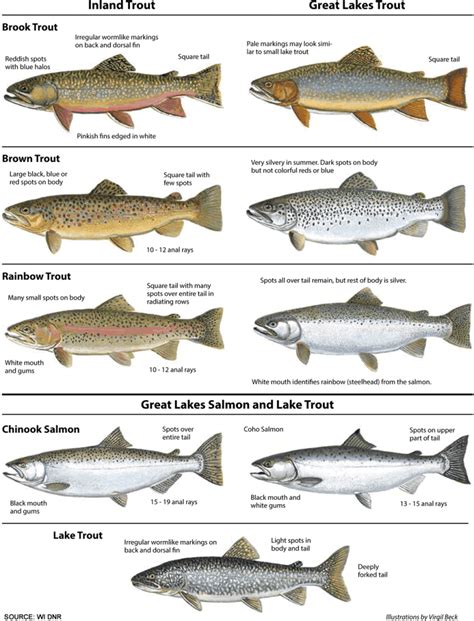 Size and Type of Trout