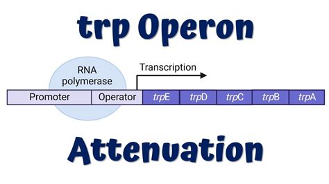 Visualizing Gene Expression Regulation: Trp Operon Attenuation Animation - A Comprehensive Guide to Understanding the Mechanism of Trp Operon Attenuation Through Interactive Animation