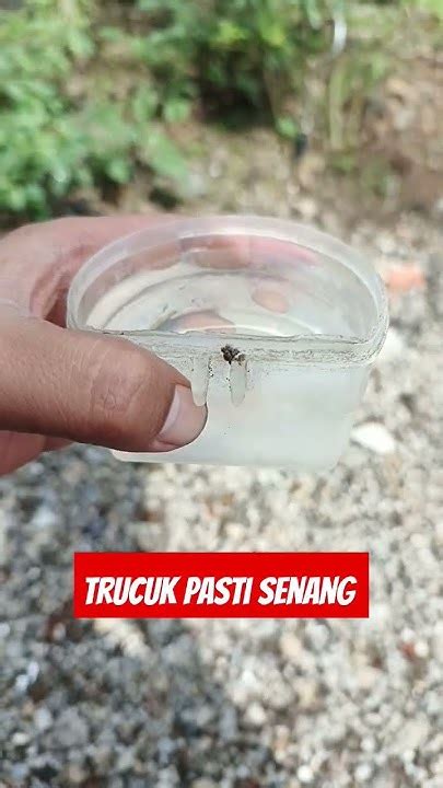 Trucukan Mandi