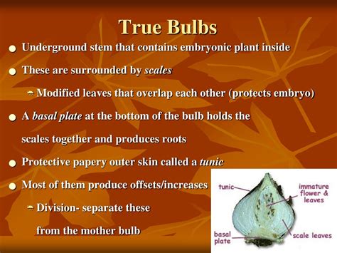 True Bulbs