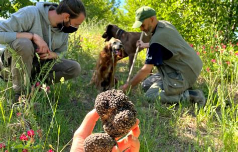 Truffle Hunt Experience