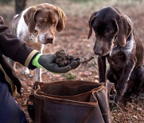 Truffle Hunting Adventure