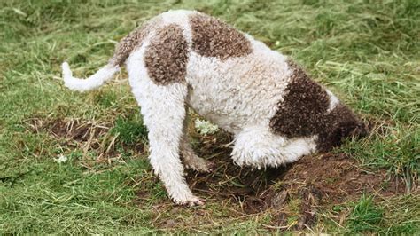Truffle Hunting Dogs