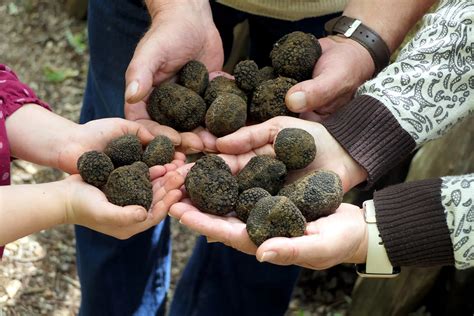 Truffle Hunting Tour in France: An Expert Review
