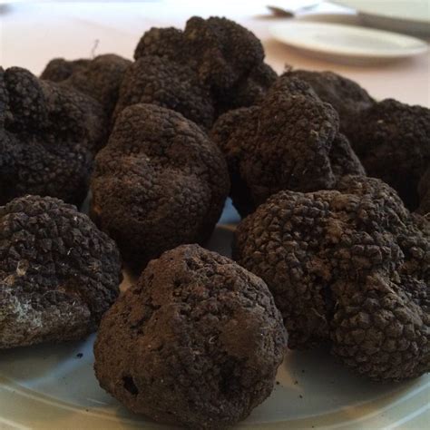 Truffles Istria