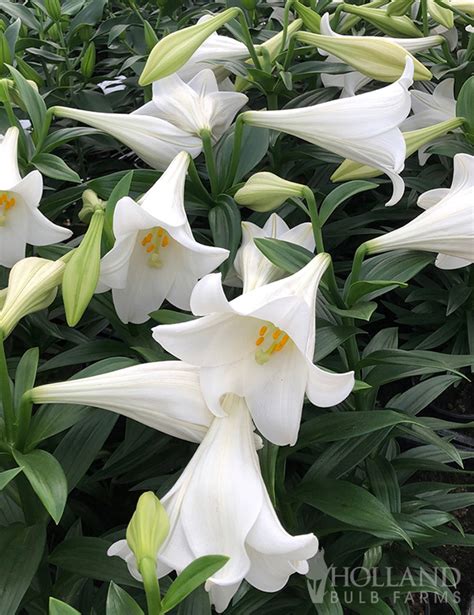 Trumpet Easter Lily Colors