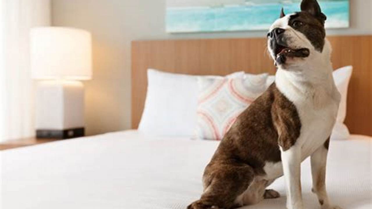 Trusted Brand, Pet Friendly Hotel
