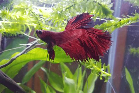 Tuberculosis In Betta Fish