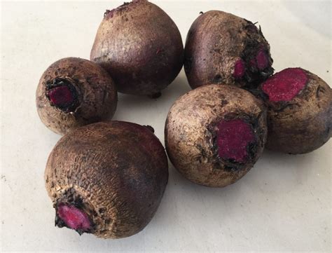 Tubero Principalmente Di Colore Rosso - shakshay