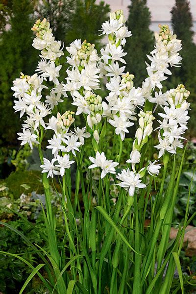 Tuberose Potent and Alluring