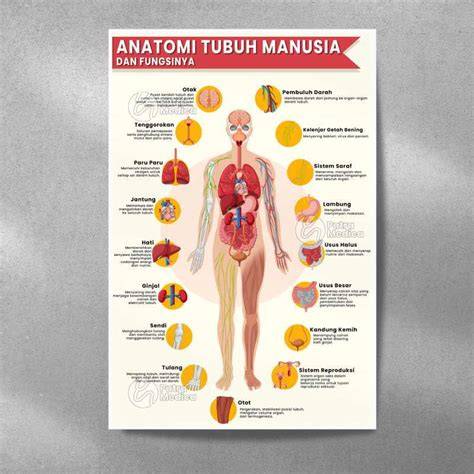 Tubuh