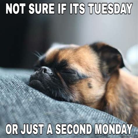 Tuesday Dog Meme