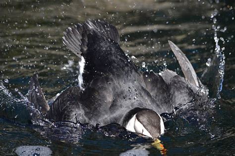 Tufted puffin diving underwater