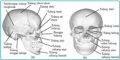 Tulang Kening Menonjol: Kelebihan dan Kekurangan serta Penjelasan Detail