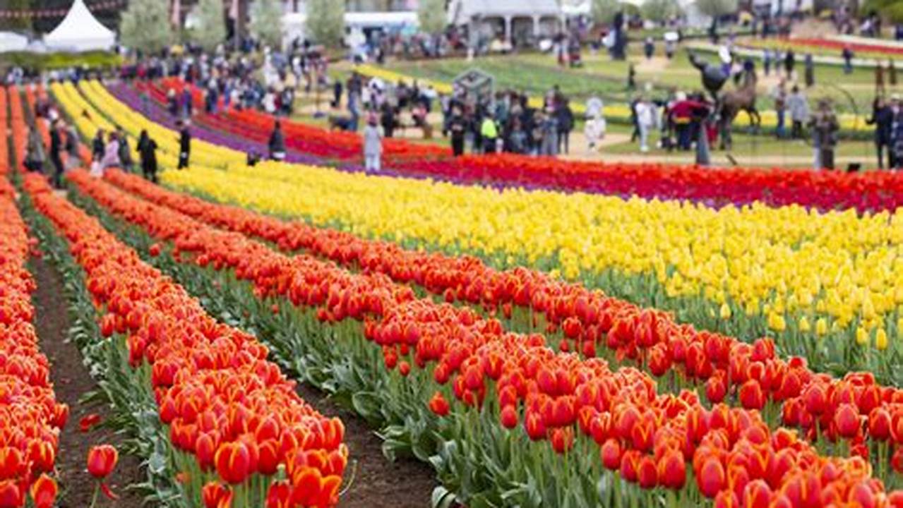 Tulip Festival 2024 Virginia
